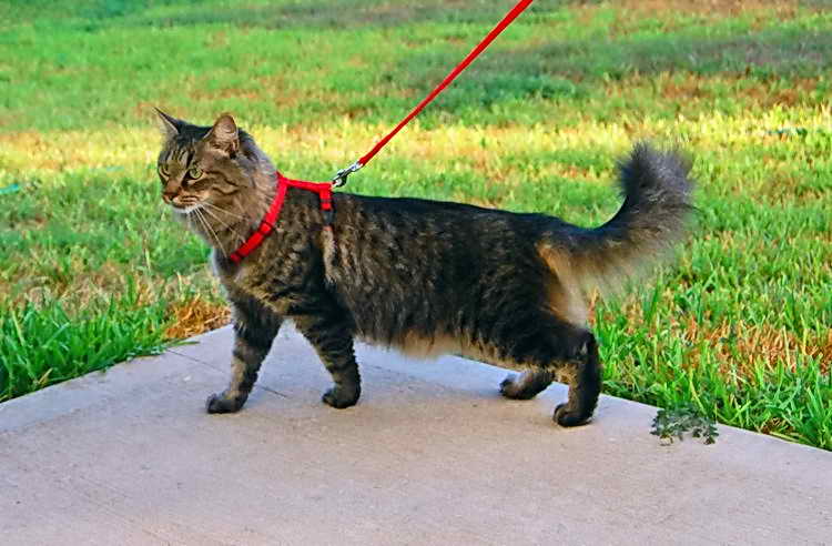 Кошка, которая гуляет на поводке