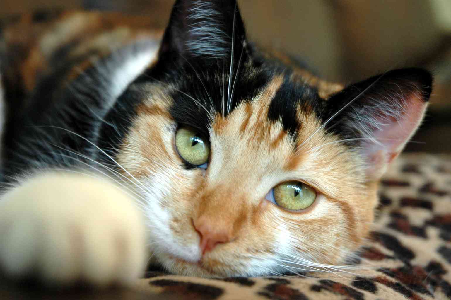 Интересные факты про трехцветных кошек