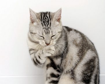 Аллергия на кошек: как проявляется и лечится