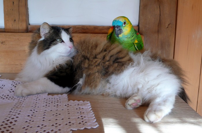 Дружба кошки и попугая: возможна ли она
