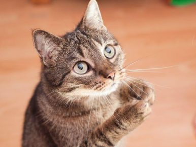 Как отучить кошку от сухого корма: эффективные и работающие способы
