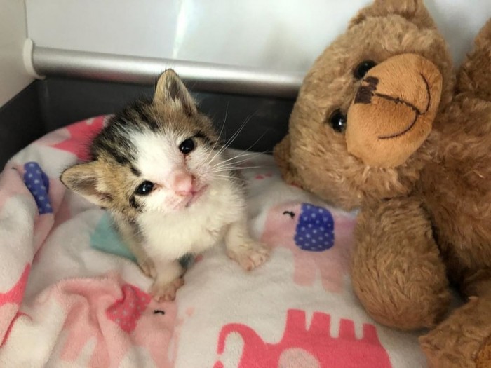 Спасатели вытащили котёнка-сироту с того света своей любовью, помощью своего кота и компанией игрушечного мишки