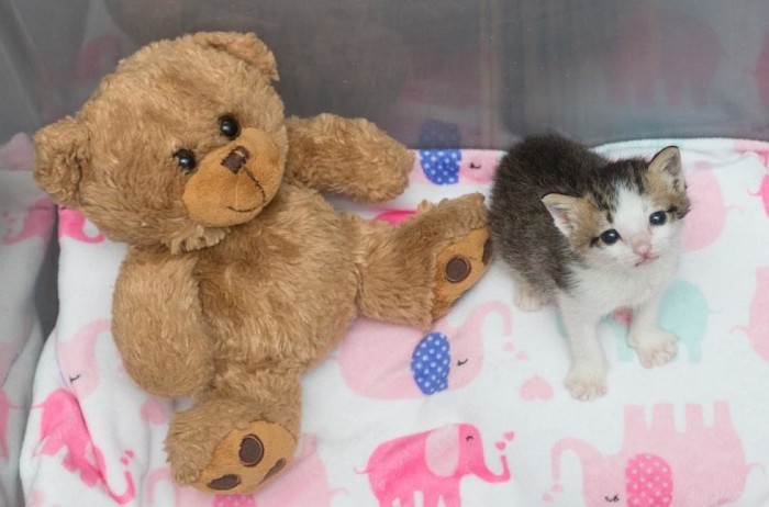 Спасатели вытащили котёнка-сироту с того света своей любовью, помощью своего кота и компанией игрушечного мишки