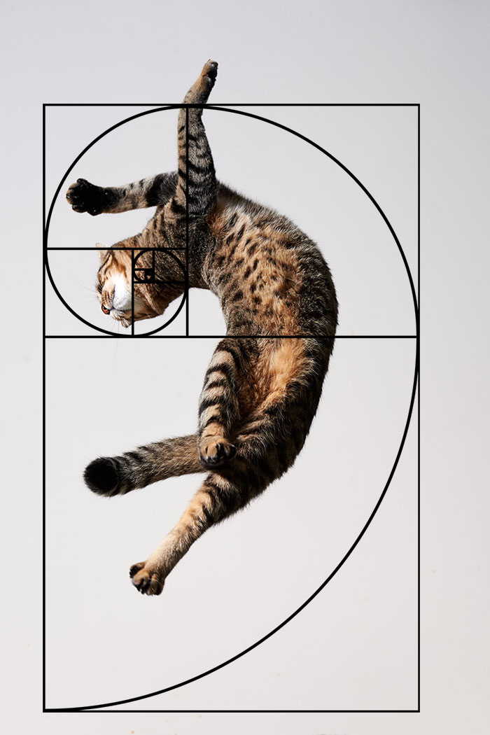 Последовательность Фибоначчи доказывает, что кошки совершенны