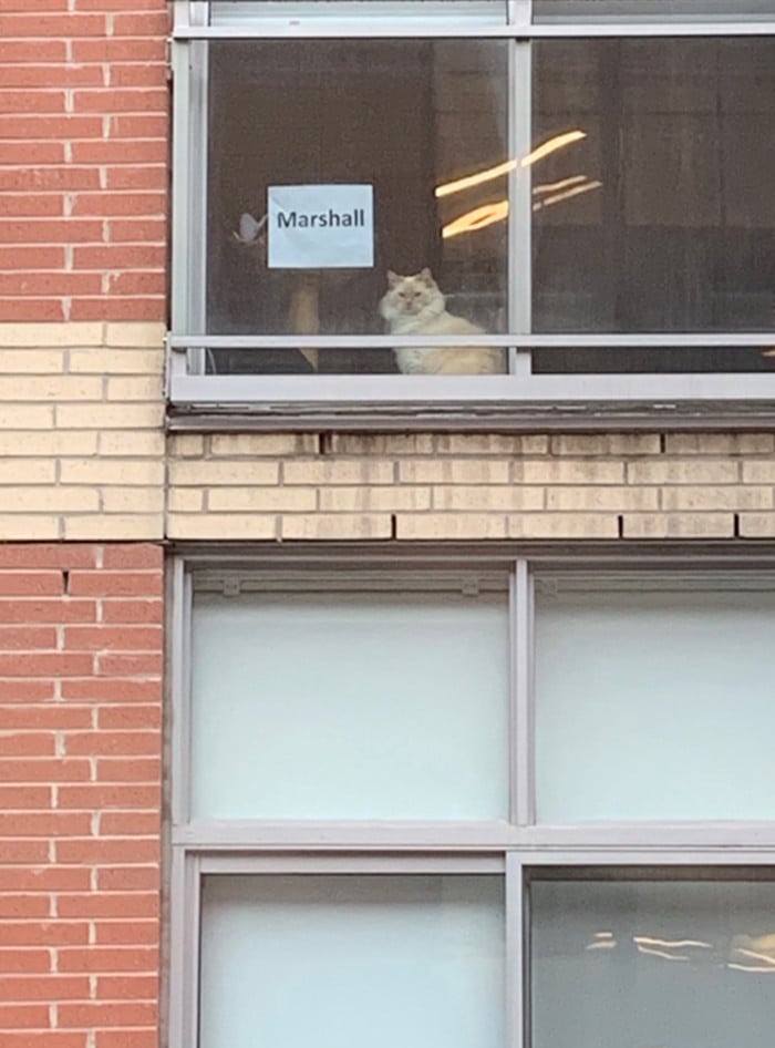 Каждый день в окне напротив офиса мелькал кот. Девушка захотела с ним познакомиться необычным способом