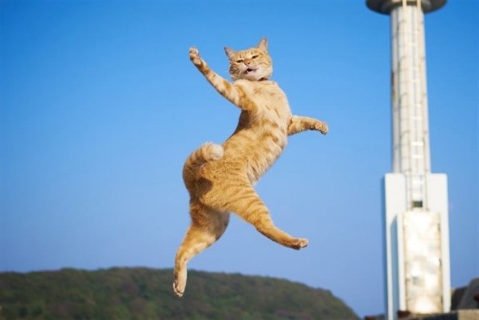 Весёлые снимки котов, которые словно зависли в воздухе