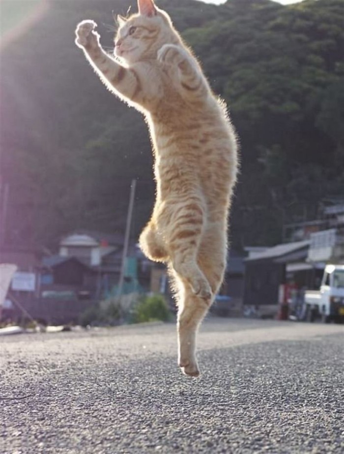 Весёлые снимки котов, которые словно зависли в воздухе