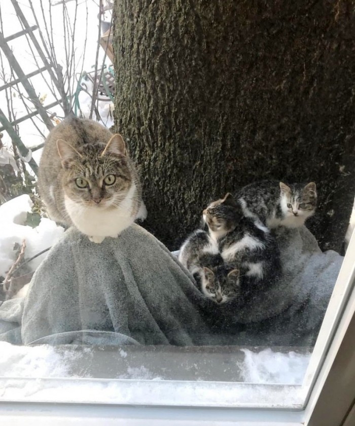 Пара из Нью-Йорка спасала в мороз двух котят, а через год и их маму