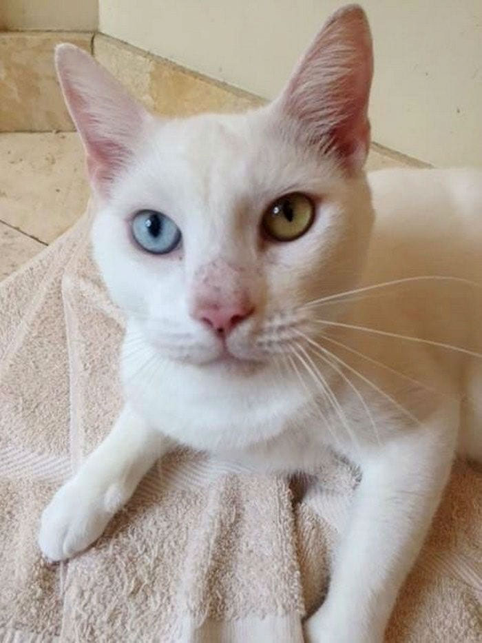 Встречайте Коттона — «слепую» кошку, которая поразила всех, когда наконец открыла глаза