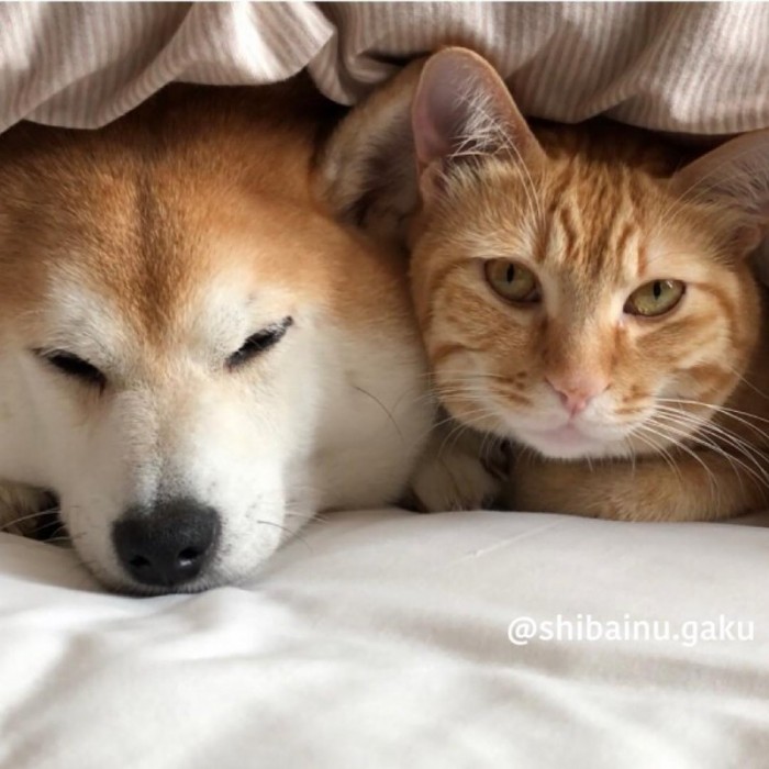 Трогательная дружба кота и собаки умиляет пользователей сети