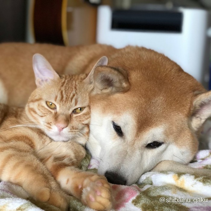 Трогательная дружба кота и собаки умиляет пользователей сети