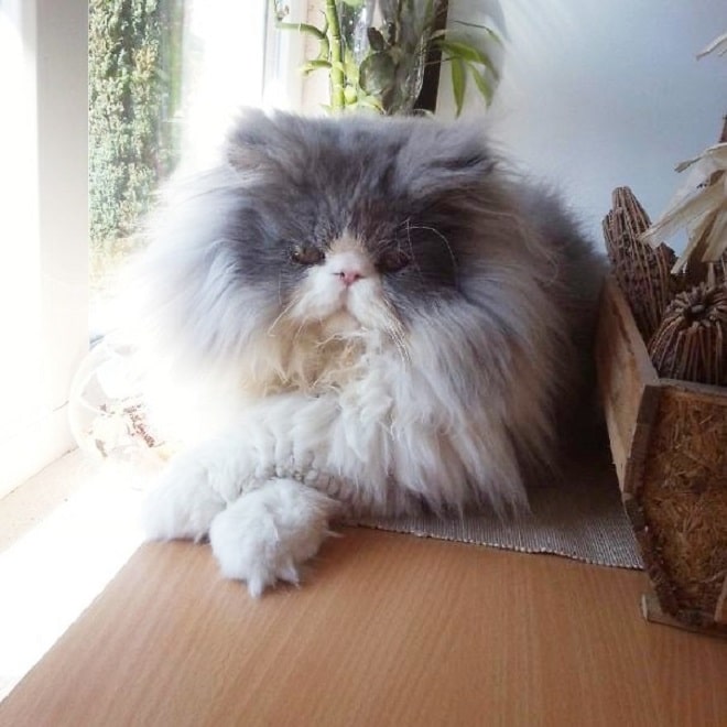 «Овечий кот»: 10 фотографий роскошного персидского котика с невероятно длинной шерстью
