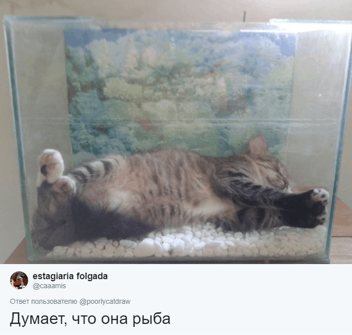 Любуется на себя в зеркале и думает, что он рыба: люди рассказали о странных занятиях своих котов