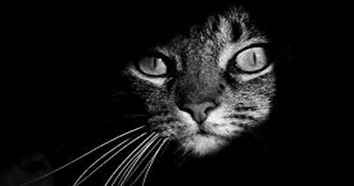 Кошка-талисман по знаку Зодиака: выбираем любимца правильно