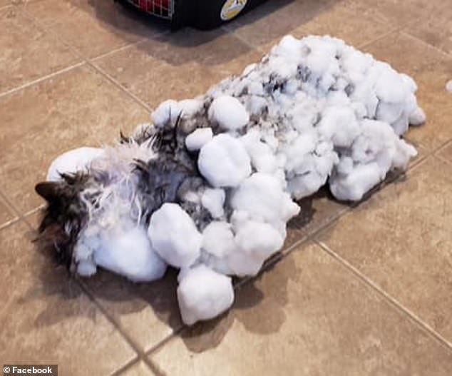 Восемь жизней в запасе. Кошка замерзла настолько, что ветеринар не мог измерить её температуру!