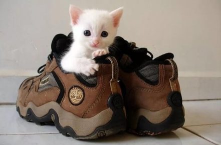 Как избавиться от запаха кошачьей мочи в обуви