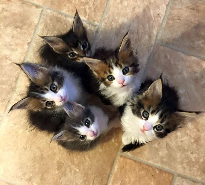 25 милых котят мейн-кунов, которые через пару месяцев станут величественными гигантами
