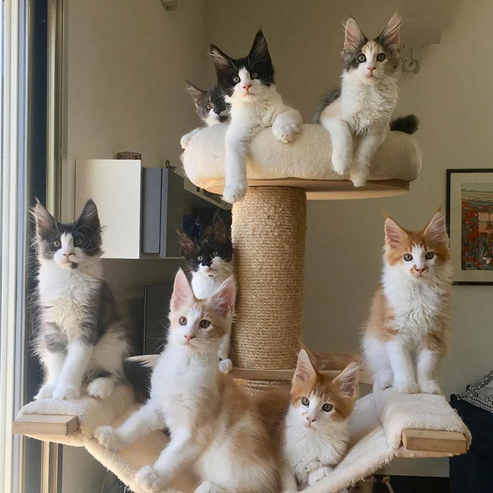 25 милых котят мейн-кунов, которые через пару месяцев станут величественными гигантами