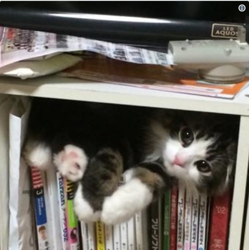 15 фото смешных котов, которым удобно даже в самых неожиданных местах