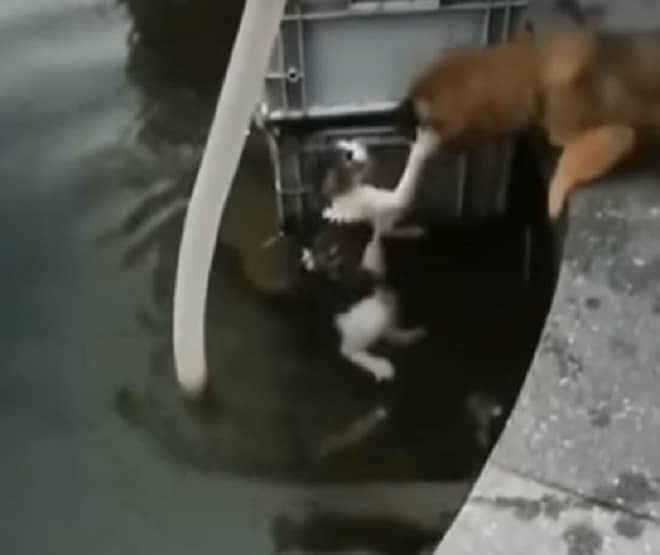 Котика, попавшего в фонтан, невольно спас упавший туда пес, а человек просто стоял рядом