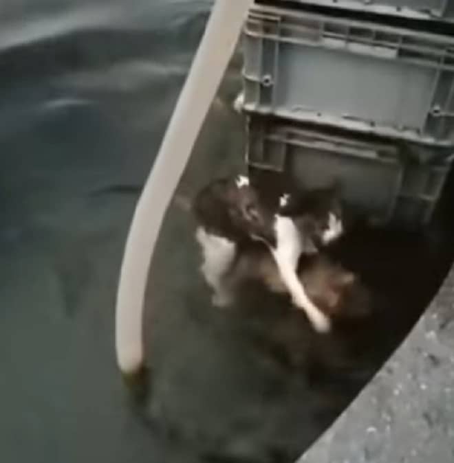Котика, попавшего в фонтан, невольно спас упавший туда пес, а человек просто стоял рядом