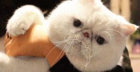 Snoopy-cat: плюшевый мурлыка, покоривший интернет