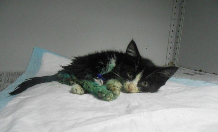 Волонтеры нашли черно-белый кото-комочек, нуждающийся в заботе