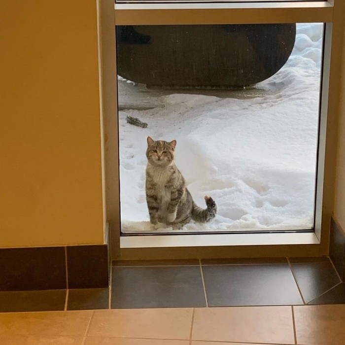 За дверью сидела осунувшаяся кошка. Она пришла за помощью к людям и не прогадала