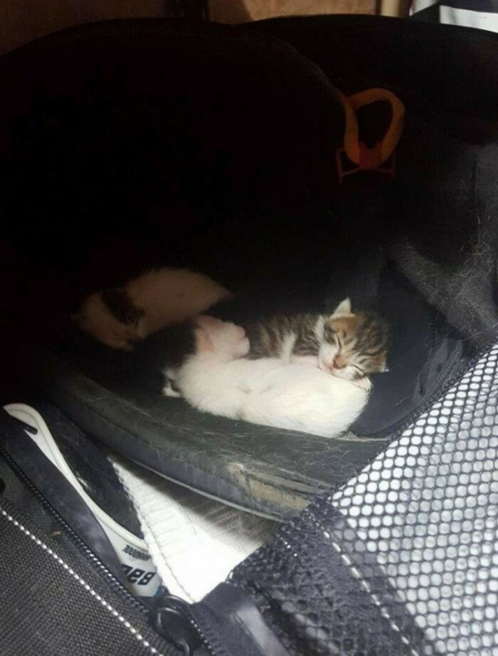 Бездомная кошка пристроила своих котят в сумку хоккеиста