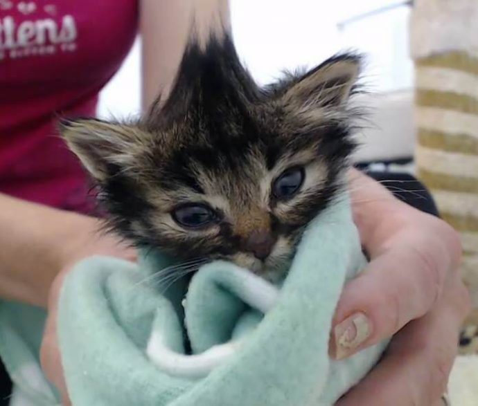 «Мы стали перед бульдозером, чтобы защитить малышей!» История котёнка, спасшего 60 пушистых душ