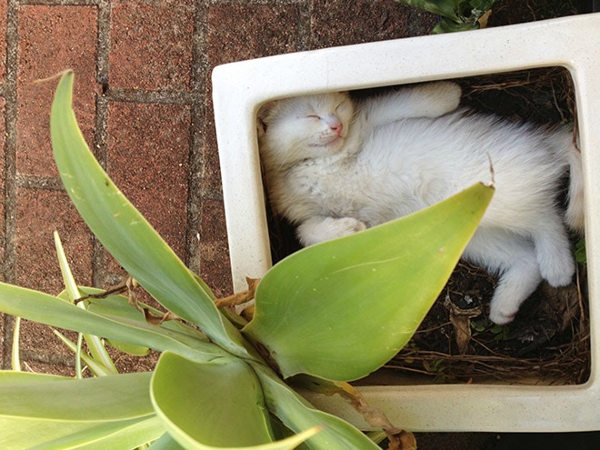 20 снимков котиков в горшках, доказывающих, что коты — цветы жизни, которые не нужно поливать