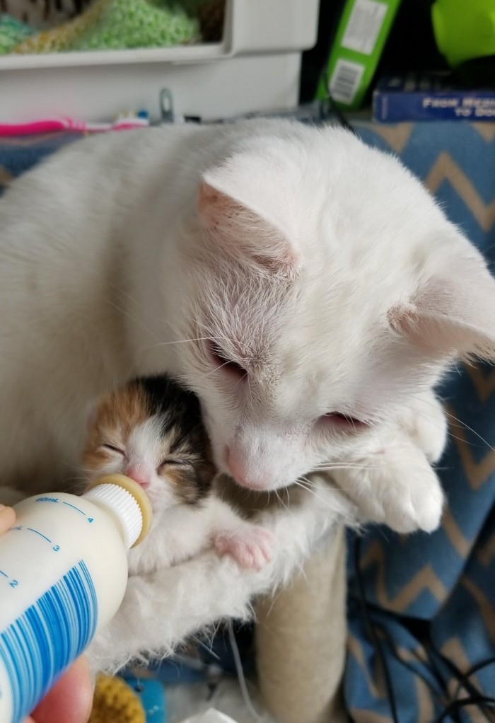 Кот заменяет отца новорождённой кошечке, потерявшей всю семью, и помогает людям спасти её жизнь