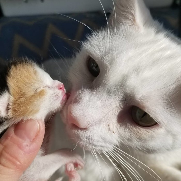 Кот заменяет отца новорождённой кошечке, потерявшей всю семью, и помогает людям спасти её жизнь