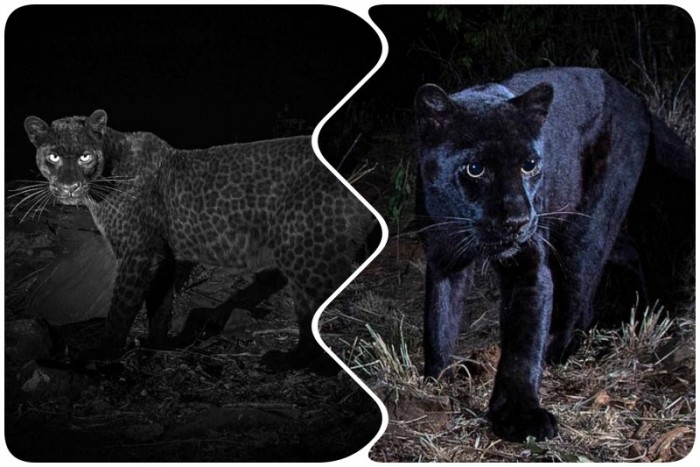 Впервые за 100 лет: редкий черный леопард попался на камеру