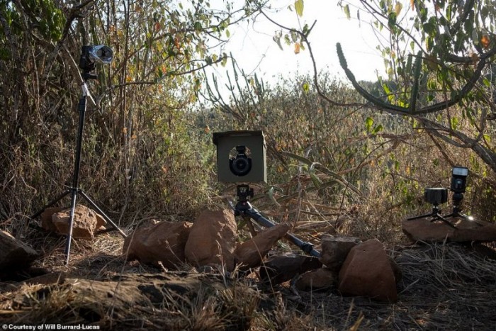Впервые за 100 лет: редкий черный леопард попался на камеру