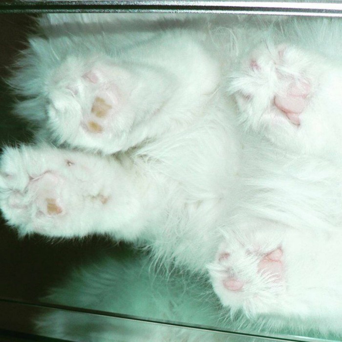 Взгляд снизу: 15 милых котиков с пушистым брюшком