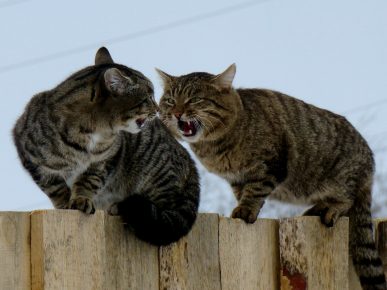Молчание котят: что делать, если пропал голос у кота