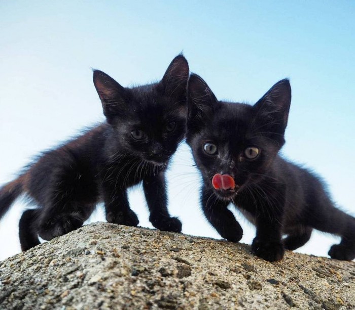 Японский фотограф делает снимки бродячих котов, чья жизнь — настоящий рок-н-ролл!