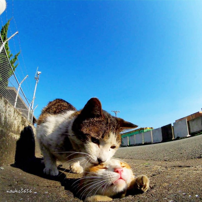 Японский фотограф делает снимки бродячих котов, чья жизнь — настоящий рок-н-ролл!