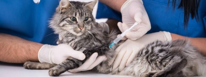 Какие прививки делают кошкам с улицы thumbnail