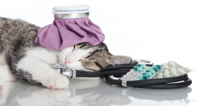 Какие прививки делают котятам и взрослым кошкам thumbnail