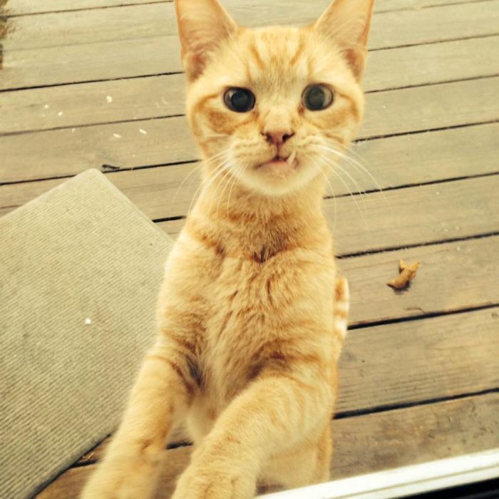 Внезапное вторжение незнакомых кошек: 30 смешных фото с историями