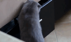 Женщина записала на видео, как её кот ворует вещи у соседей. И он такой деловой