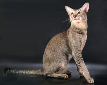 Кошки с длинными лапами: грация и изящество