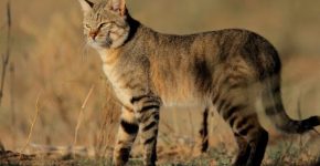 Кошки с длинными лапами: грация и изящество