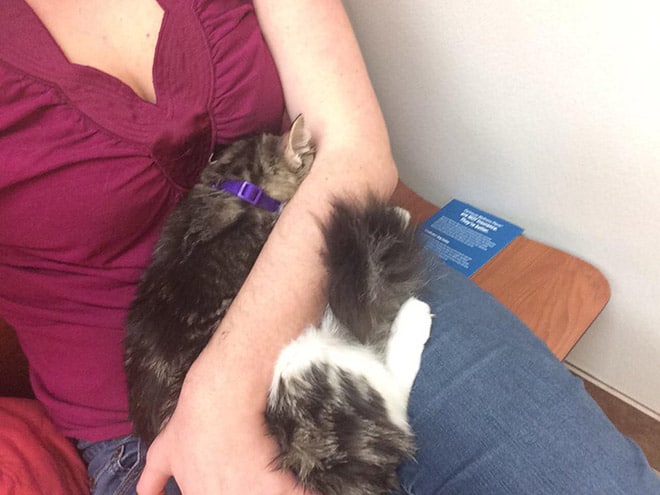 10 испуганных котов, которые пришли на приём к ветеринару