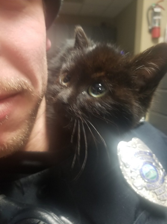 Полицейский спасает котёнка, застрявшего в заснеженном кювете – так начинается прекрасная дружба