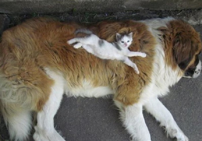Наглые котейки, которые решили, что собаки это их подушки