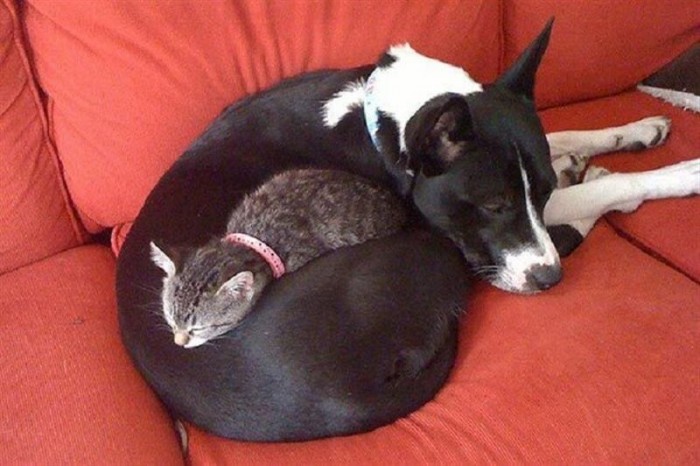 Наглые котейки, которые решили, что собаки это их подушки