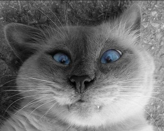 20 самых смешных и очаровательных котиков, которые подарят Вам прекрасное настроение